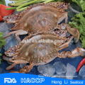 HL003 wholesale crabs of swimming crab